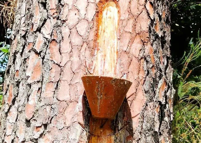 La Bulle De Lily Apartment