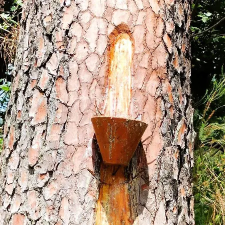 La Bulle De Lily 公寓